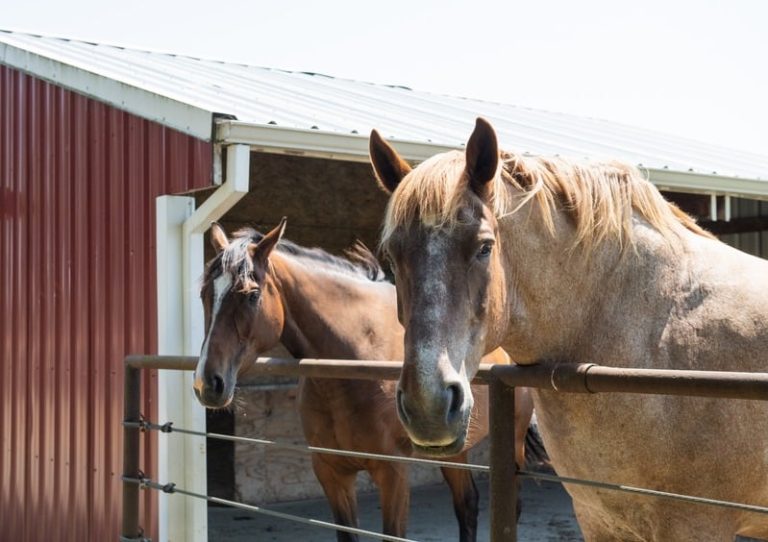 Horses at a red barn on a Whatcom County hobby farm